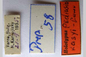 Pediasia kasyi Ganev, 1983 [holotype NMNHSINV0334] (2) (c) National Museum of Natural History, BAS — Invertebrates Collection (NMNHS-INV)