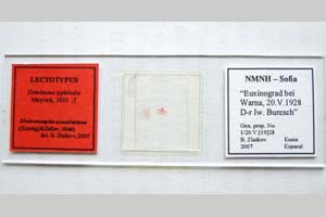 Hemimene typhlodes Meyrick, 1931 [lectotype NMNHSINV0310] (2) (c) National Museum of Natural History, BAS — Invertebrates Collection (NMNHS-INV)