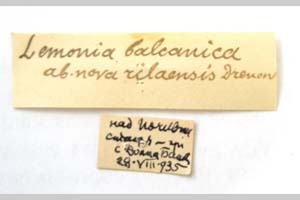 Lemonia balcanica ab. rilaensis Drenowski, 1936 [holotype NMNHSINV0311] (2) (c) National Museum of Natural History, BAS — Invertebrates Collection (NMNHS-INV)