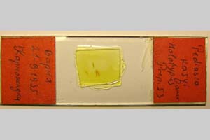 Pediasia kasyi Ganev, 1983 [holotype NMNHSINV0334] (6) (c) National Museum of Natural History, BAS — Invertebrates Collection (NMNHS-INV)