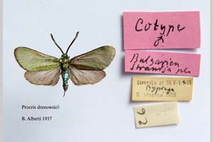 Procris drenowskii Alberti, 1939 [paratype NMNHSINV0313] (c) National Museum of Natural History, BAS — Invertebrates Collection (NMNHS-INV)