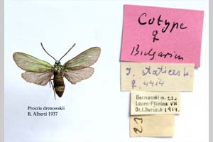 Procris drenowskii Alberti, 1939 [paratype NMNHSINV0315] (c) National Museum of Natural History, BAS — Invertebrates Collection (NMNHS-INV)