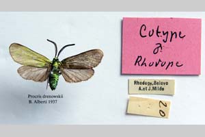 Procris drenowskii Alberti, 1939 [paratype NMNHSINV0316] (c) National Museum of Natural History, BAS — Invertebrates Collection (NMNHS-INV)