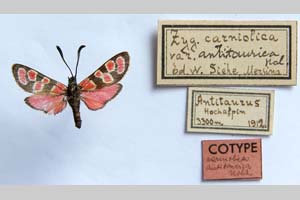 Zygaena carniolica var. antitaurica Holik, 1942 [paratype NMNHSINV0343] (c) National Museum of Natural History, BAS — Invertebrates Collection (NMNHS-INV)