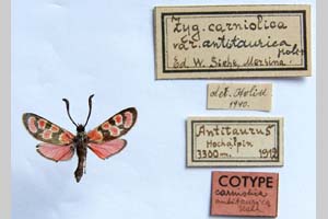 Zygaena carniolica var. antitaurica Holik, 1942 [паратип NMNHSINV01183] (c) Национален природонаучен музей, БАН — Колекция Безгръбначни животни (NMNHS-INV)