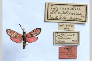 Zygaena carniolica var. antitaurica Holik, 1942 [holotype NMNHSINV0344] (c) National Museum of Natural History, BAS — Invertebrates Collection (NMNHS-INV)