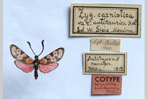 Zygaena carniolica var. antitaurica Holik, 1942 [paratype NMNHSINV01184] (c) National Museum of Natural History, BAS — Invertebrates Collection (NMNHS-INV)