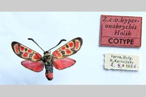 Zygaena carniolica var. hyperonobrychis Holik, 1939 [paratype NMNHSINV0337] (c) National Museum of Natural History, BAS — Invertebrates Collection (NMNHS-INV)