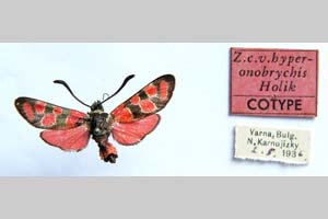 Zygaena carniolica var. hyperonobrychis Holik, 1939 [паратип NMNHSINV01181] (c) Национален природонаучен музей, БАН — Колекция Безгръбначни животни (NMNHS-INV)
