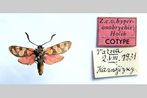 Zygaena carniolica var. hyperonobrychis Holik, 1939 [paratype NMNHSINV0339] (c) National Museum of Natural History, BAS — Invertebrates Collection (NMNHS-INV)