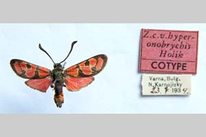 Zygaena carniolica var. hyperonobrychis Holik, 1939 [paratype NMNHSINV0340] (c) National Museum of Natural History, BAS — Invertebrates Collection (NMNHS-INV)