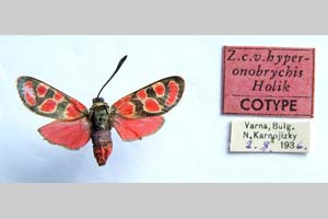 Zygaena carniolica var. hyperonobrychis Holik, 1939 [паратип NMNHSINV01182] (c) Национален природонаучен музей, БАН — Колекция Безгръбначни животни (NMNHS-INV)