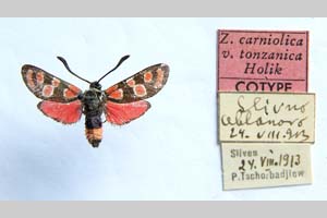 Zygaena carniolica var. tonzanica Holik, 1939 [paratype NMNHSINV0342] (c) National Museum of Natural History, BAS — Invertebrates Collection (NMNHS-INV)