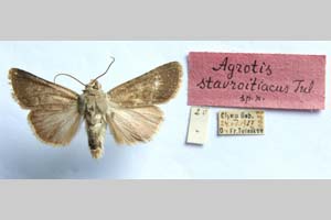Agrotis stavriotiacus Toulechkoff, 1951 [paratype NMNHSINV0286] (c) National Museum of Natural History, BAS — Invertebrates Collection (NMNHS-INV)