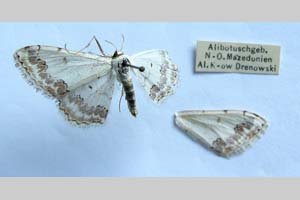 Acidalia decorata var. rebeli Drenowski, 1930 [syntype NMNHSINV0304] (c) National Museum of Natural History, BAS — Invertebrates Collection (NMNHS-INV)