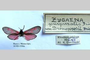 Zygaena purpuralis var. rebeli Drenowski, 1928 [paratype NMNHSINV0336] (c) National Museum of Natural History, BAS — Invertebrates Collection (NMNHS-INV)