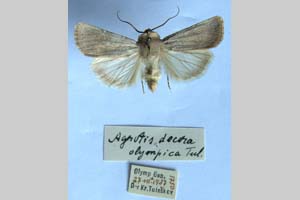 Agrotis decora olympica Toulechkoff, 1951 [syntype NMNHSINV0289] (c) National Museum of Natural History, BAS — Invertebrates Collection (NMNHS-INV)