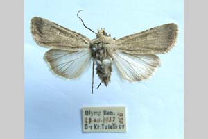Agrotis decora olympica Toulechkoff, 1951 [syntype NMNHSINV0289] (2) (c) National Museum of Natural History, BAS — Invertebrates Collection (NMNHS-INV)