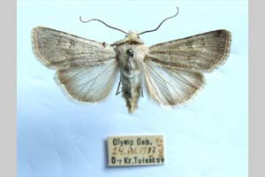 Agrotis decora olympica Toulechkoff, 1951 [syntype NMNHSINV0291] (c) National Museum of Natural History, BAS — Invertebrates Collection (NMNHS-INV)