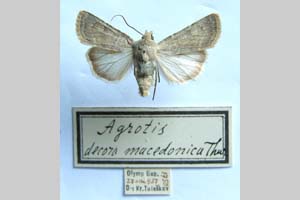 Agrotis decora olympica Toulechkoff, 1951 [syntype NMNHSINV0289] (3) (c) National Museum of Natural History, BAS — Invertebrates Collection (NMNHS-INV)