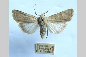 Agrotis decora olympica Toulechkoff, 1951 [syntype NMNHSINV0289] (4) (c) National Museum of Natural History, BAS — Invertebrates Collection (NMNHS-INV)