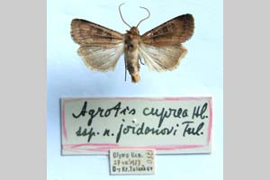 Agrotis cuprea jordanovi Toulechkoff, 1951 [syntype NMNHSINV0295] (c) National Museum of Natural History, BAS — Invertebrates Collection (NMNHS-INV)