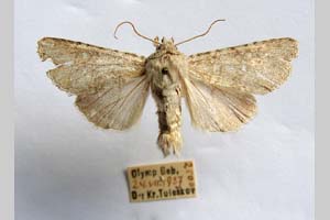 Hadena platinea grisescens Toulechkoff, 1951 [syntype NMNHSINV0301] (c) National Museum of Natural History, BAS — Invertebrates Collection (NMNHS-INV)
