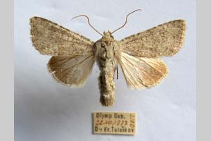 Hadena platinea grisescens Toulechkoff, 1951 [syntype NMNHSINV0299] (c) National Museum of Natural History, BAS — Invertebrates Collection (NMNHS-INV)