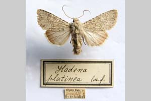 Hadena platinea grisescens Toulechkoff, 1951 [syntype NMNHSINV0298] (c) National Museum of Natural History, BAS — Invertebrates Collection (NMNHS-INV)