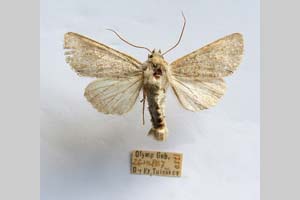 Hadena platinea grisescens Toulechkoff, 1951 [syntype NMNHSINV0302] (c) National Museum of Natural History, BAS — Invertebrates Collection (NMNHS-INV)