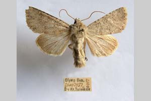 Hadena platinea grisescens Toulechkoff, 1951 [syntype NMNHSINV0298] (6) (c) National Museum of Natural History, BAS — Invertebrates Collection (NMNHS-INV)