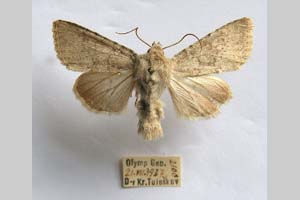 Hadena platinea grisescens Toulechkoff, 1951 [syntype NMNHSINV0298] (2) (c) National Museum of Natural History, BAS — Invertebrates Collection (NMNHS-INV)