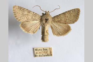 Hadena platinea grisescens Toulechkoff, 1951 [syntype NMNHSINV0298] (4) (c) National Museum of Natural History, BAS — Invertebrates Collection (NMNHS-INV)