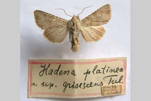 Hadena platinea grisescens Toulechkoff, 1951 [syntype NMNHSINV0299] (2) (c) National Museum of Natural History, BAS — Invertebrates Collection (NMNHS-INV)