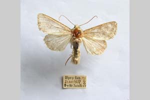 Hadena platinea grisescens Toulechkoff, 1951 [syntype NMNHSINV0298] (5) (c) National Museum of Natural History, BAS — Invertebrates Collection (NMNHS-INV)