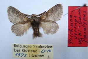 Trichiura verenae witti Ganev, 1982 [paratype NMNHSINV0279] (3) (c) National Museum of Natural History, BAS — Invertebrates Collection (NMNHS-INV)