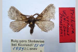 Trichiura verenae witti Ganev, 1982 [paratype NMNHSINV0279] (4) (c) National Museum of Natural History, BAS — Invertebrates Collection (NMNHS-INV)