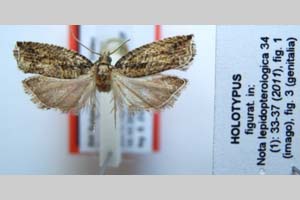 Epinotia nigristriana Budashkin & Zlatkov, 2011 [holotype NMNHSINV0318] (c) National Museum of Natural History, BAS — Invertebrates Collection (NMNHS-INV)