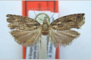 Epinotia nigristriana Budashkin & Zlatkov, 2011 [паратип NMNHSINV0319] (c) Национален природонаучен музей, БАН — Колекция Безгръбначни животни (NMNHS-INV)