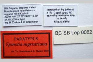 Epinotia nigristriana Budashkin & Zlatkov, 2011 [паратип NMNHSINV0319] (2) (c) Национален природонаучен музей, БАН — Колекция Безгръбначни животни (NMNHS-INV)