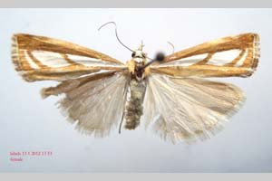 Catoptria gozmanyi casperella Ganev, 1983 [паратип NMNHSINV0327] (c) Национален природонаучен музей, БАН — Колекция Безгръбначни животни (NMNHS-INV)