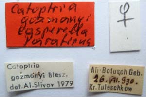 Catoptria gozmanyi casperella Ganev, 1983 [паратип NMNHSINV0327] (2) (c) Национален природонаучен музей, БАН — Колекция Безгръбначни животни (NMNHS-INV)