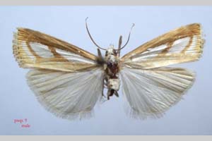 Catoptria gozmanyi casperella Ganev, 1983 [paratype NMNHSINV0323] (c) National Museum of Natural History, BAS — Invertebrates Collection (NMNHS-INV)