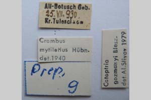 Catoptria gozmanyi casperella Ganev, 1983 [paratype NMNHSINV0323] (2) (c) National Museum of Natural History, BAS — Invertebrates Collection (NMNHS-INV)