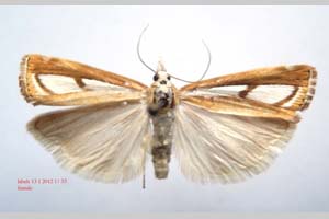 Catoptria gozmanyi casperella Ganev, 1983 [паратип NMNHSINV0327] (3) (c) Национален природонаучен музей, БАН — Колекция Безгръбначни животни (NMNHS-INV)