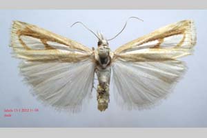 Catoptria gozmanyi casperella Ganev, 1983 [paratype NMNHSINV0324] (c) National Museum of Natural History, BAS — Invertebrates Collection (NMNHS-INV)
