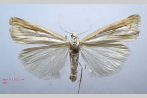 Catoptria gozmanyi casperella Ganev, 1983 [paratype NMNHSINV0324] (2) (c) National Museum of Natural History, BAS — Invertebrates Collection (NMNHS-INV)