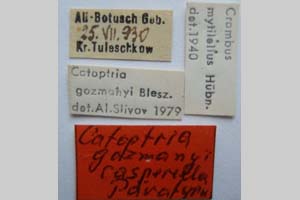 Catoptria gozmanyi casperella Ganev, 1983 [paratype NMNHSINV0324] (3) (c) National Museum of Natural History, BAS — Invertebrates Collection (NMNHS-INV)