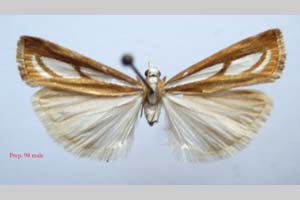 Catoptria gozmanyi casperella Ganev, 1983 [paratype NMNHSINV0332] (c) National Museum of Natural History, BAS — Invertebrates Collection (NMNHS-INV)