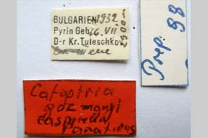Catoptria gozmanyi casperella Ganev, 1983 [paratype NMNHSINV0332] (2) (c) National Museum of Natural History, BAS — Invertebrates Collection (NMNHS-INV)